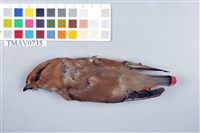 藏品(朱連雀)的圖片